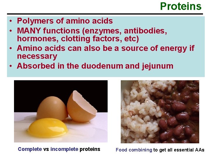 Proteins • Polymers of amino acids • MANY functions (enzymes, antibodies, hormones, clotting factors,