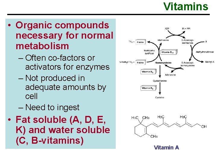 Vitamins • Organic compounds necessary for normal metabolism – Often co-factors or activators for