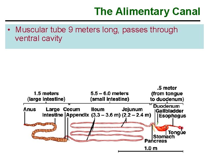 The Alimentary Canal • Muscular tube 9 meters long, passes through ventral cavity 