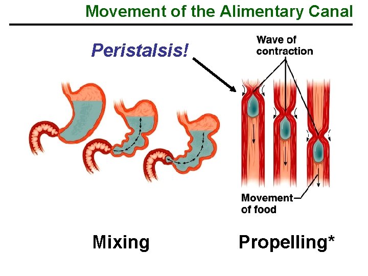 Movement of the Alimentary Canal Peristalsis! Mixing Propelling* 
