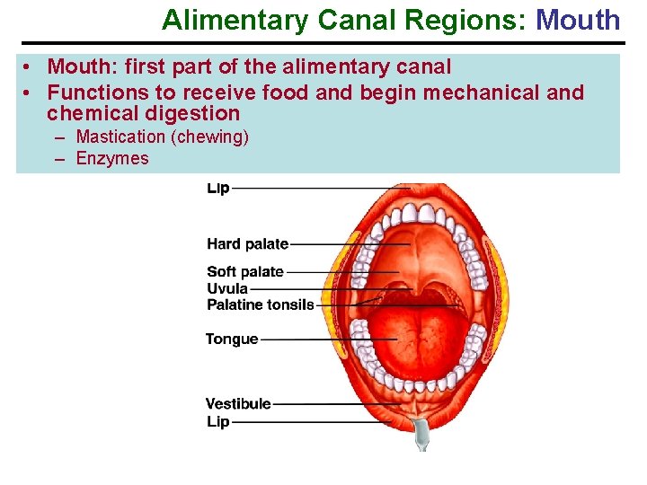 Alimentary Canal Regions: Mouth • Mouth: first part of the alimentary canal • Functions