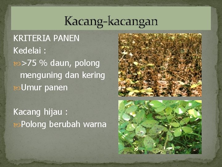 Kacang-kacangan KRITERIA PANEN Kedelai : >75 % daun, polong menguning dan kering Umur panen