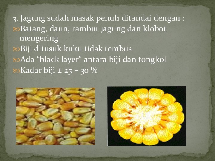 3. Jagung sudah masak penuh ditandai dengan : Batang, daun, rambut jagung dan klobot