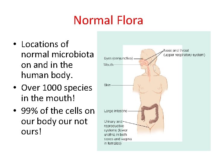 Normal Flora • Locations of normal microbiota on and in the human body. •