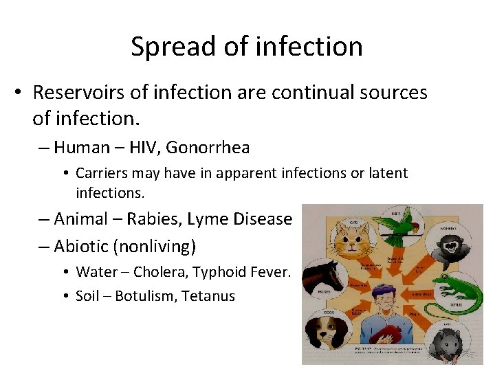 Spread of infection • Reservoirs of infection are continual sources of infection. – Human