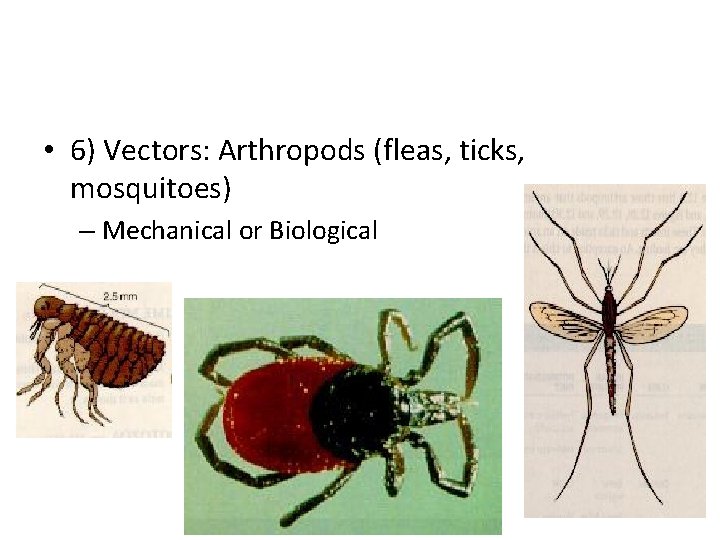  • 6) Vectors: Arthropods (fleas, ticks, mosquitoes) – Mechanical or Biological 