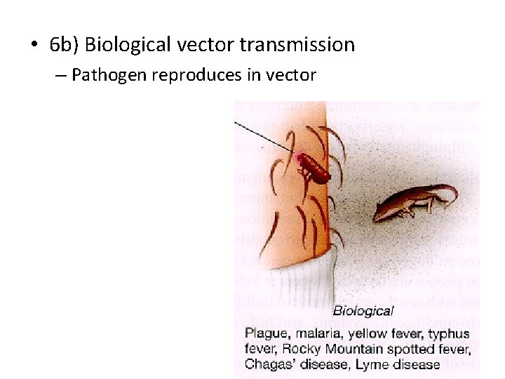 • 6 b) Biological vector transmission – Pathogen reproduces in vector 