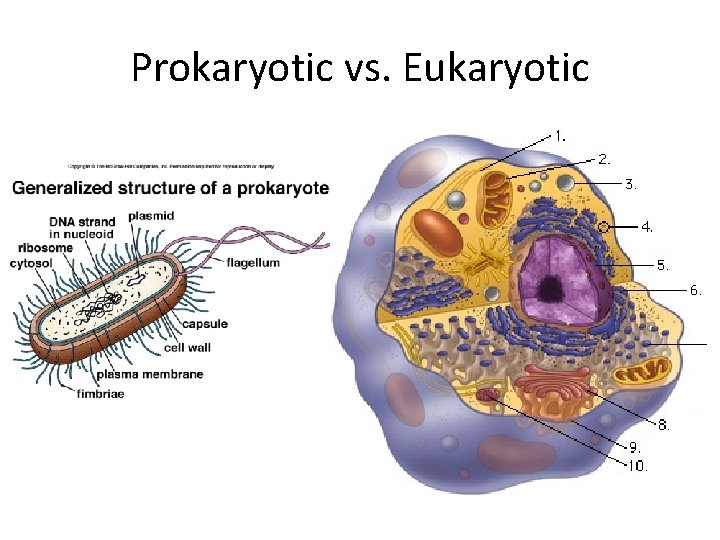 Prokaryotic vs. Eukaryotic 
