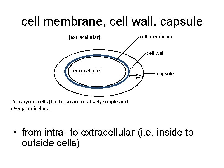 cell membrane, cell wall, capsule (extracellular) cell membrane cell wall (intracellular) capsule Procaryotic cells