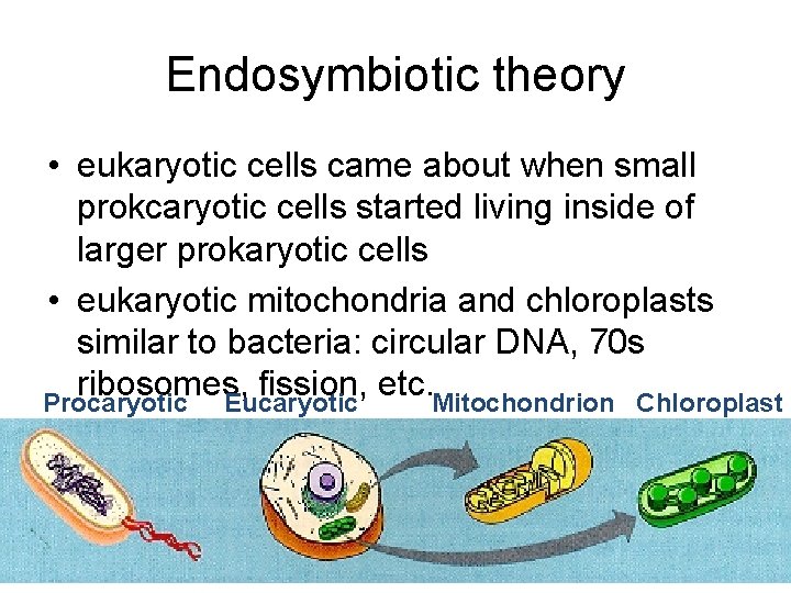 Endosymbiotic theory • eukaryotic cells came about when small prokcaryotic cells started living inside