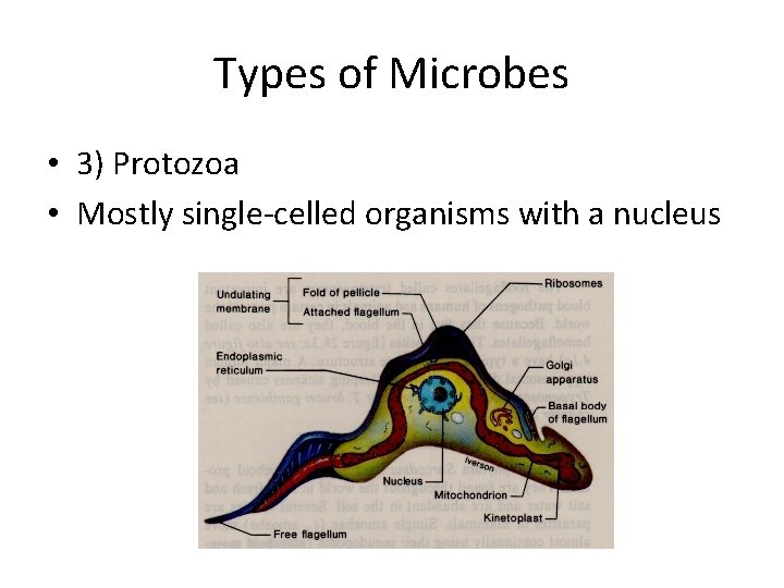 Types of Microbes • 3) Protozoa • Mostly single-celled organisms with a nucleus 