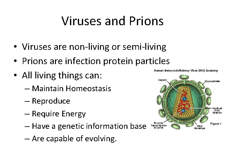Viruses and Prions • Viruses are non-living or semi-living • Prions are infection protein