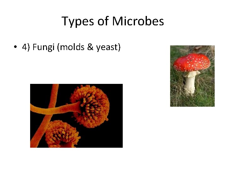 Types of Microbes • 4) Fungi (molds & yeast) 