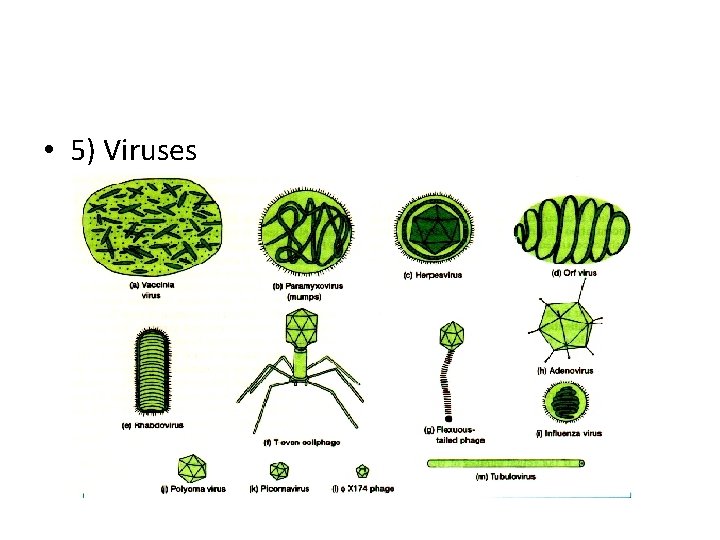  • 5) Viruses 