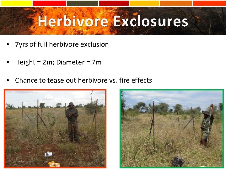 Herbivore Exclosures • 7 yrs of full herbivore exclusion • Height = 2 m;