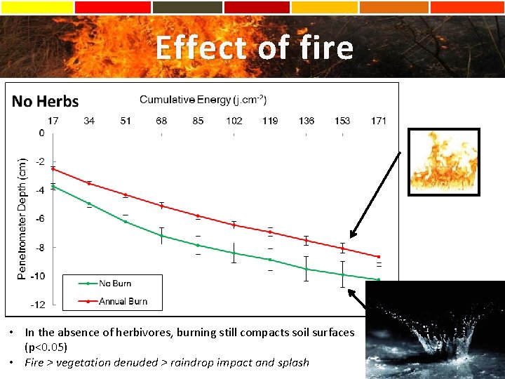 Effect of fire • In the absence of herbivores, burning still compacts soil surfaces