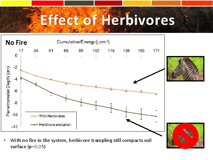Effect of Herbivores • With no fire in the system, herbivore trampling still compacts