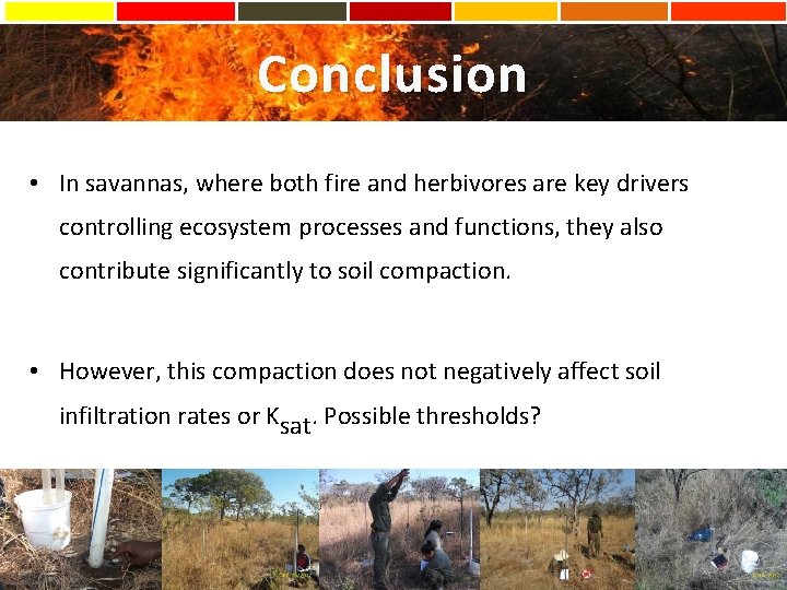 Conclusion • In savannas, where both fire and herbivores are key drivers controlling ecosystem