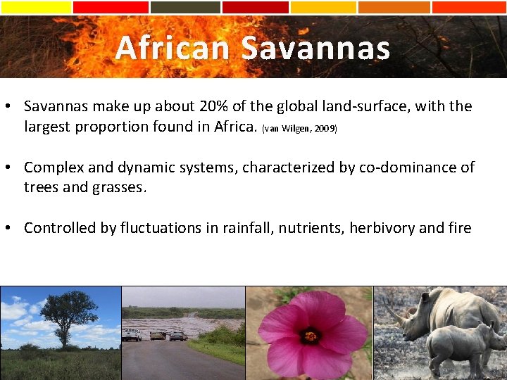 African Savannas • Savannas make up about 20% of the global land-surface, with the