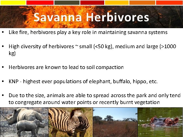 Savanna Herbivores • Like fire, herbivores play a key role in maintaining savanna systems