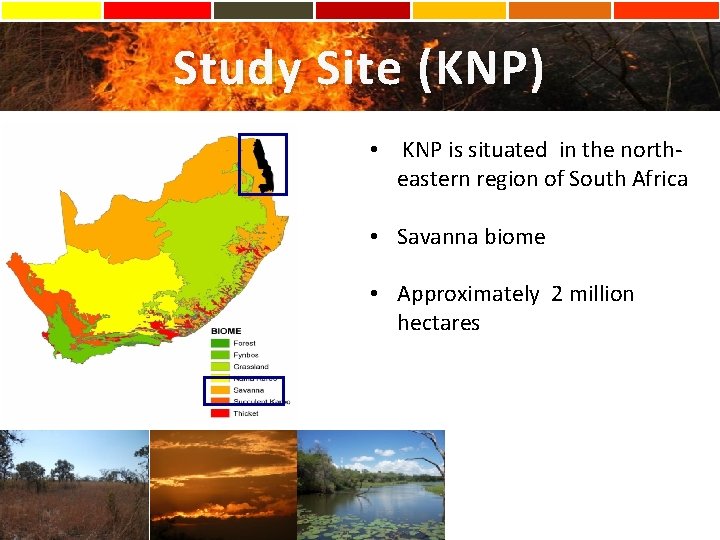 Study Site (KNP) • KNP is situated in the northeastern region of South Africa
