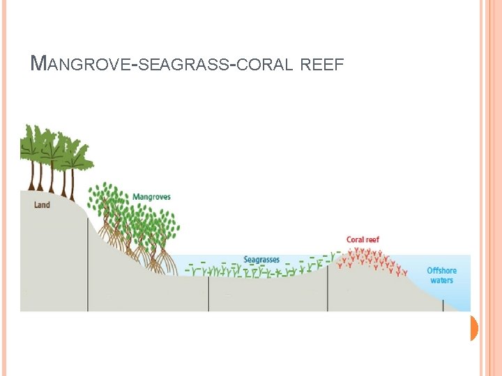 MANGROVE-SEAGRASS-CORAL REEF 