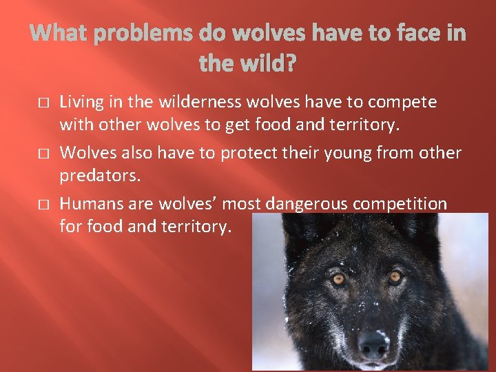 What problems do wolves have to face in the wild? � � � Living