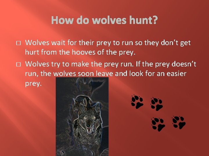How do wolves hunt? � � Wolves wait for their prey to run so