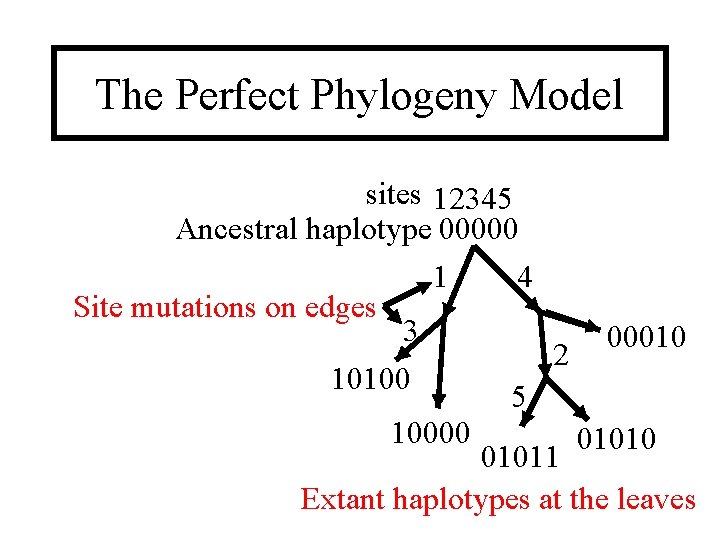 The Perfect Phylogeny Model sites 12345 Ancestral haplotype 00000 1 4 Site mutations on