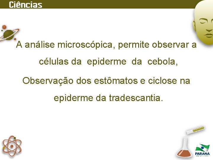 A análise microscópica, permite observar a células da epiderme da cebola, Observação dos estômatos