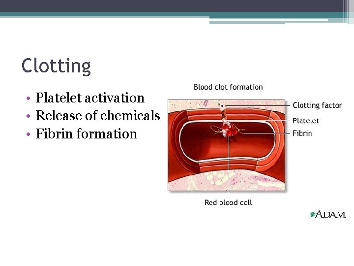Clotting • Platelet activation • Release of chemicals • Fibrin formation 