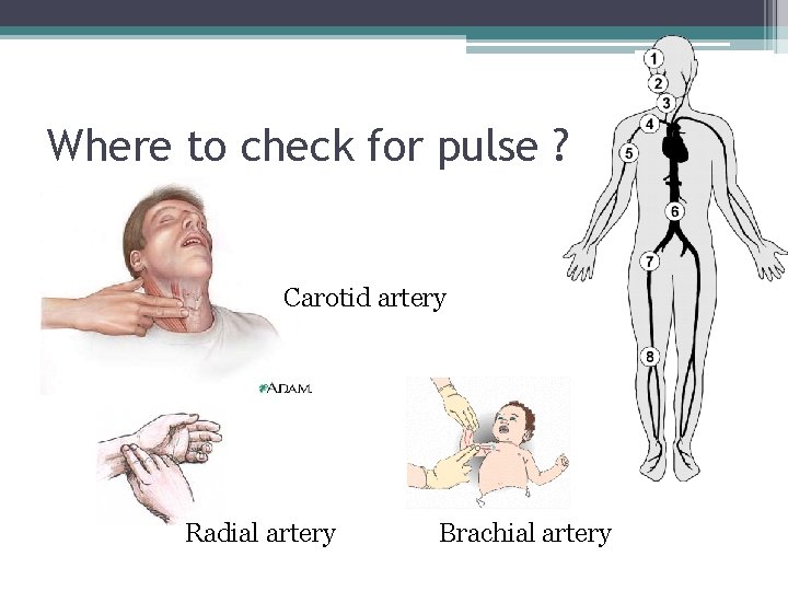 Where to check for pulse ? Carotid artery Radial artery Brachial artery 