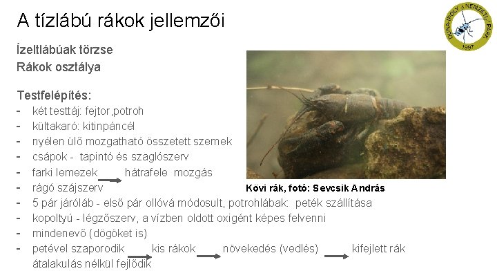 A tízlábú rákok jellemzői Ízeltlábúak törzse Rákok osztálya Testfelépítés: - két testtáj: fejtor, potroh