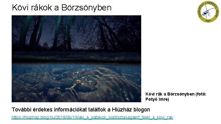 Kövi rákok a Börzsönyben Kövi rák a Börzsönyben (fotó: Potyó Imre) További érdekes információkat