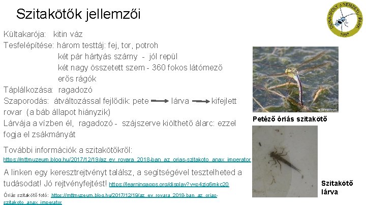 Szitakötők jellemzői Kültakarója: kitin váz Tesfelépítése: három testtáj: fej, tor, potroh két pár hártyás