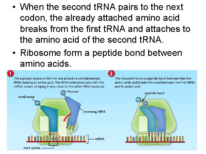 • When the second t. RNA pairs to the next codon, the already