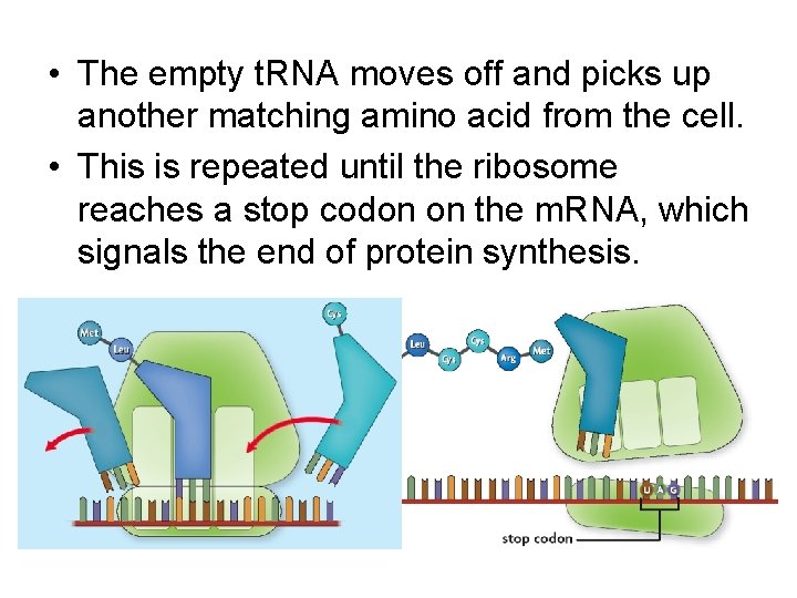  • The empty t. RNA moves off and picks up another matching amino