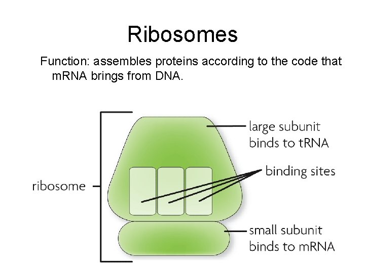 Ribosomes Function: assembles proteins according to the code that m. RNA brings from DNA.