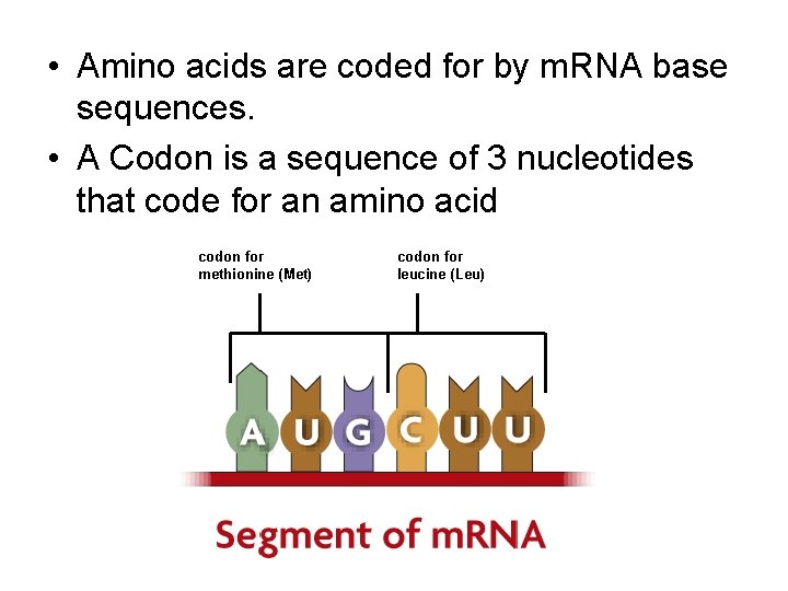  • Amino acids are coded for by m. RNA base sequences. • A