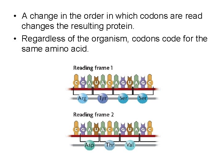  • A change in the order in which codons are read changes the