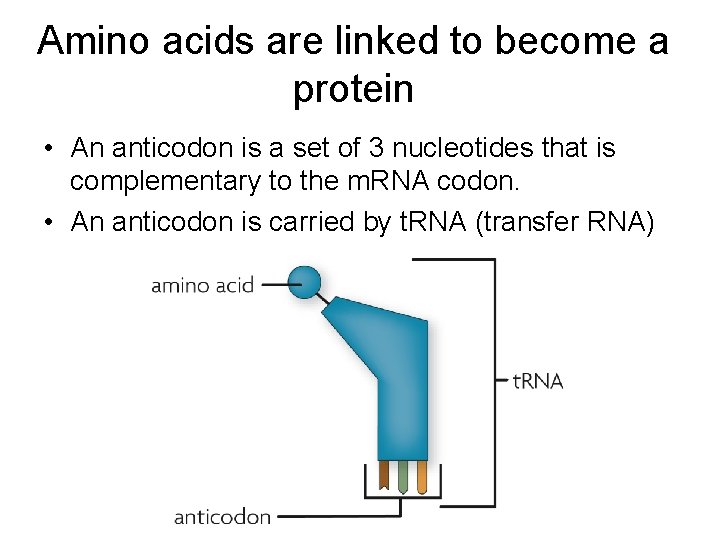 Amino acids are linked to become a protein • An anticodon is a set