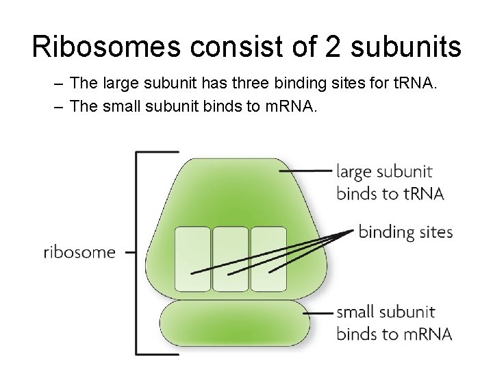 Ribosomes consist of 2 subunits – The large subunit has three binding sites for