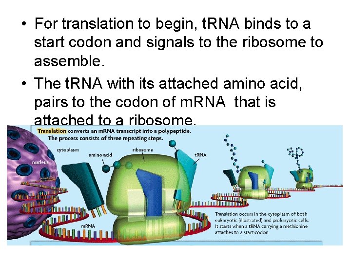  • For translation to begin, t. RNA binds to a start codon and