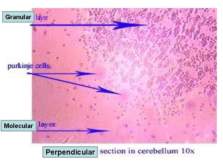 Granular Molecular Perpendicular 