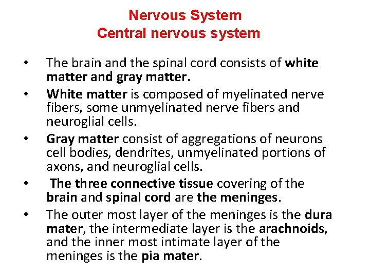 Nervous System Central nervous system • • • The brain and the spinal cord