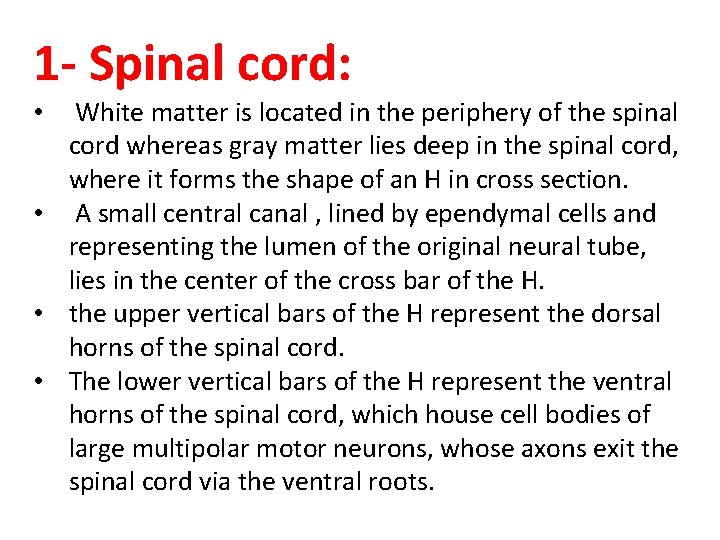 1 - Spinal cord: White matter is located in the periphery of the spinal