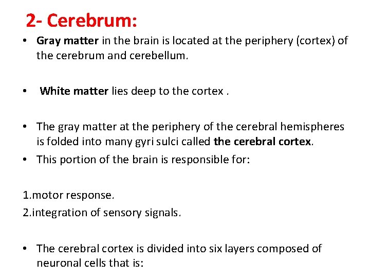 2 - Cerebrum: • Gray matter in the brain is located at the periphery