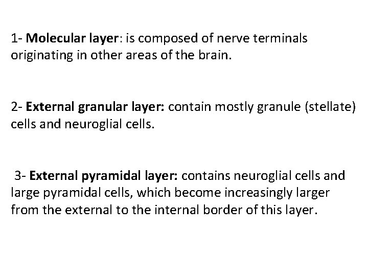 1 - Molecular layer: is composed of nerve terminals originating in other areas of