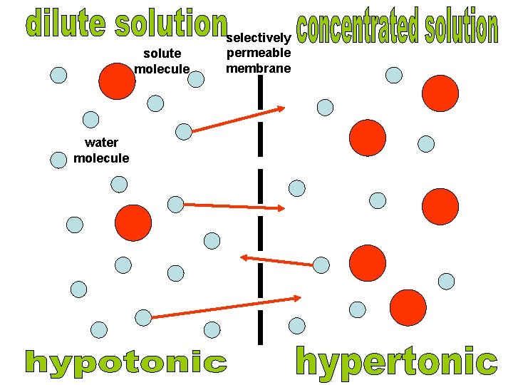 solute molecule water molecule selectively permeable membrane 
