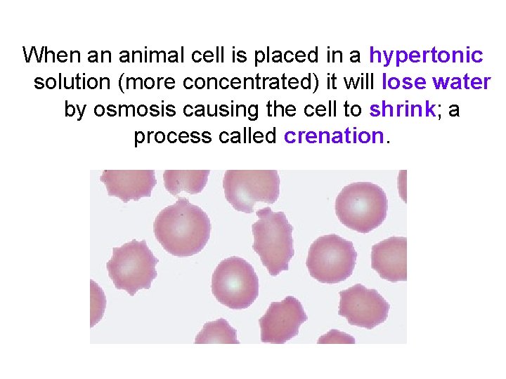 When an animal cell is placed in a hypertonic solution (more concentrated) it will